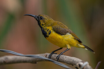 The olive-backed sunbird (Cinnyris jugularis ), also known as the yellow-bellied sunbird, is a species of sunbird found from Southern Asia to Australia.