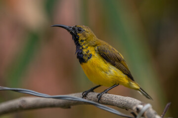 The olive-backed sunbird (Cinnyris jugularis ), also known as the yellow-bellied sunbird, is a species of sunbird found from Southern Asia to Australia.