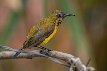 The olive-backed sunbird (Cinnyris jugularis ), also known as the yellow-bellied sunbird, is a species of sunbird found from Southern Asia to Australia.