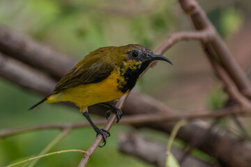 The olive-backed sunbird (Cinnyris jugularis ), also known as the yellow-bellied sunbird, is a species of sunbird found from Southern Asia to Australia.