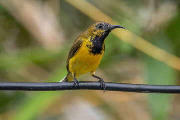The olive-backed sunbird (Cinnyris jugularis ), also known as the yellow-bellied sunbird, is a species of sunbird found from Southern Asia to Australia.