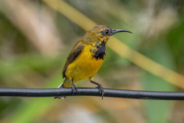The olive-backed sunbird (Cinnyris jugularis ), also known as the yellow-bellied sunbird, is a species of sunbird found from Southern Asia to Australia.