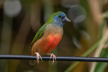 The pin-tailed parrotfinch (Erythrura prasina) is a common species of estrildid finch found in Southeast Asia