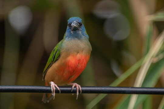 The pin-tailed parrotfinch (Erythrura prasina) is a common species of estrildid finch found in Southeast Asia