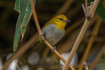 The yellow-ringed white-eye (Heleia wallacei) is a species of bird in the family Zosteropidae. It is found in the Lesser Sunda Islands