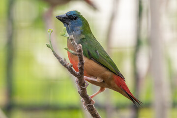 The pin-tailed parrotfinch (Erythrura prasina) is a common species of estrildid finch found in Southeast Asia