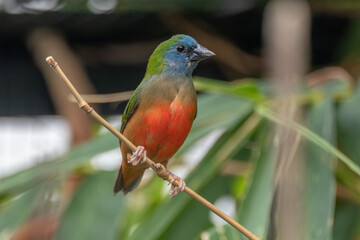 The pin-tailed parrotfinch (Erythrura prasina) is a common species of estrildid finch found in Southeast Asia