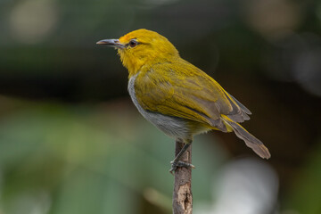 The yellow-ringed white-eye (Heleia wallacei) is a species of bird in the family Zosteropidae. It is found in the Lesser Sunda Islands
