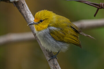 The yellow-ringed white-eye (Heleia wallacei) is a species of bird in the family Zosteropidae. It is found in the Lesser Sunda Islands