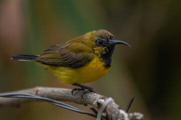 The olive-backed sunbird (Cinnyris jugularis ), also known as the yellow-bellied sunbird, is a species of sunbird found from Southern Asia to Australia.