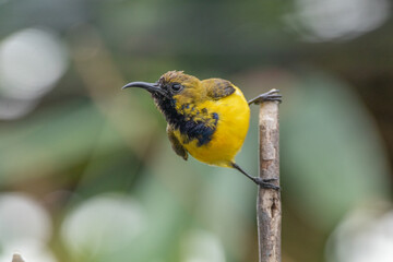 The olive-backed sunbird (Cinnyris jugularis ), also known as the yellow-bellied sunbird, is a species of sunbird found from Southern Asia to Australia.