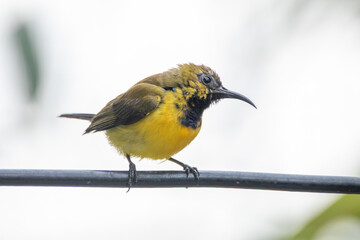 The olive-backed sunbird (Cinnyris jugularis ), also known as the yellow-bellied sunbird, is a species of sunbird found from Southern Asia to Australia.