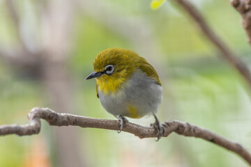 The yellow-ringed white-eye (Heleia wallacei) is a species of bird in the family Zosteropidae. It is found in the Lesser Sunda Islands