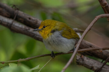 The yellow-ringed white-eye (Heleia wallacei) is a species of bird in the family Zosteropidae. It is found in the Lesser Sunda Islands