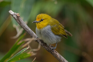 The yellow-ringed white-eye (Heleia wallacei) is a species of bird in the family Zosteropidae. It is found in the Lesser Sunda Islands