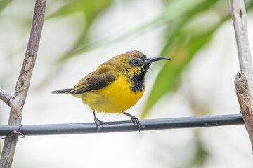The olive-backed sunbird (Cinnyris jugularis ), also known as the yellow-bellied sunbird, is a species of sunbird found from Southern Asia to Australia.