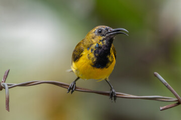 The olive-backed sunbird (Cinnyris jugularis ), also known as the yellow-bellied sunbird, is a species of sunbird found from Southern Asia to Australia.