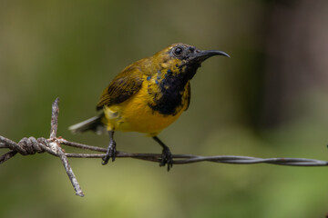 The olive-backed sunbird (Cinnyris jugularis ), also known as the yellow-bellied sunbird, is a species of sunbird found from Southern Asia to Australia.