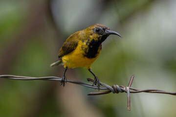 The olive-backed sunbird (Cinnyris jugularis ), also known as the yellow-bellied sunbird, is a species of sunbird found from Southern Asia to Australia.
