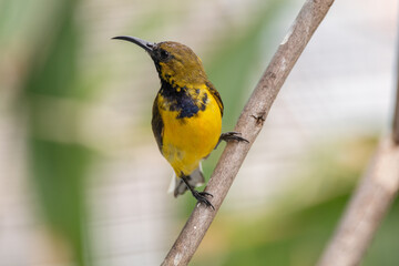 The olive-backed sunbird (Cinnyris jugularis ), also known as the yellow-bellied sunbird, is a species of sunbird found from Southern Asia to Australia.