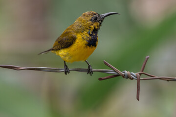 The olive-backed sunbird (Cinnyris jugularis ), also known as the yellow-bellied sunbird, is a species of sunbird found from Southern Asia to Australia.
