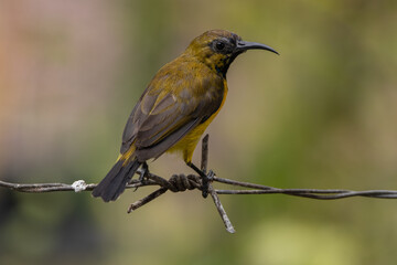 The olive-backed sunbird (Cinnyris jugularis ), also known as the yellow-bellied sunbird, is a species of sunbird found from Southern Asia to Australia.