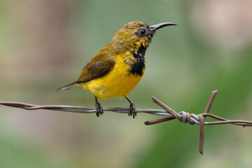 The olive-backed sunbird (Cinnyris jugularis ), also known as the yellow-bellied sunbird, is a species of sunbird found from Southern Asia to Australia.