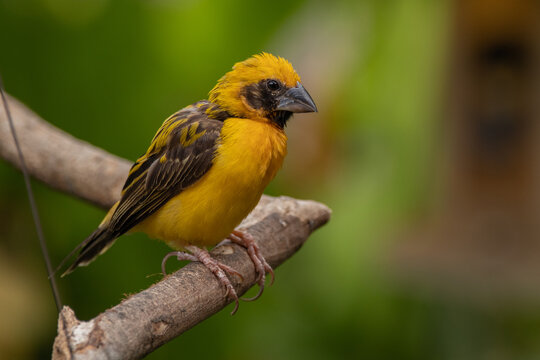 The baya weaver (Ploceus philippinus) is a weaverbird found across the Indian subcontinent and Southeast Asia
