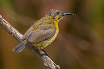 The olive-backed sunbird (Cinnyris jugularis ), also known as the yellow-bellied sunbird, is a species of sunbird found from Southern Asia to Australia.