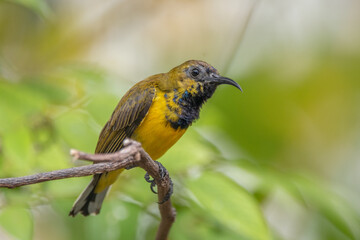 The olive-backed sunbird (Cinnyris jugularis ), also known as the yellow-bellied sunbird, is a species of sunbird found from Southern Asia to Australia.