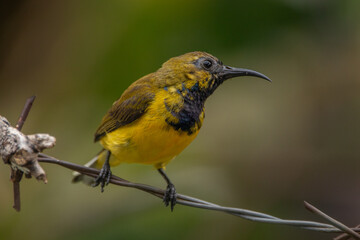 The olive-backed sunbird (Cinnyris jugularis ), also known as the yellow-bellied sunbird, is a species of sunbird found from Southern Asia to Australia.