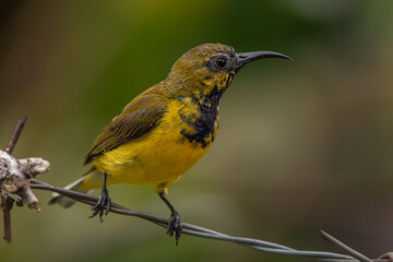 The olive-backed sunbird (Cinnyris jugularis ), also known as the yellow-bellied sunbird, is a species of sunbird found from Southern Asia to Australia.