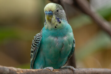 The budgerigar (Melopsittacus undulatus), also known as the common parakeet, shell parakeet or budgie is a small, long-tailed, seed-eating parrot native to Australia