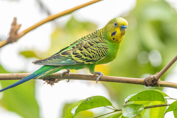 The budgerigar (Melopsittacus undulatus), also known as the common parakeet, shell parakeet or budgie is a small, long-tailed, seed-eating parrot native to Australia