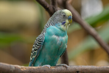 The budgerigar (Melopsittacus undulatus), also known as the common parakeet, shell parakeet or budgie is a small, long-tailed, seed-eating parrot native to Australia