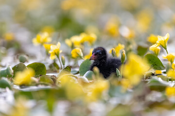 Teichrallenküken schwimmt in einem Teich mit blühenden Wasserpflanzen - aufgenommen aus dem floating hide