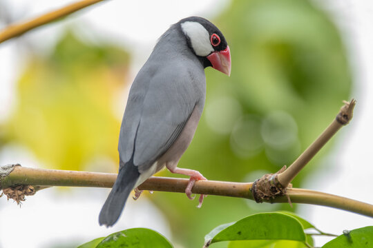 The Java sparrow (Padda oryzivora; syn. Lonchura oryzivora), also known as the Java finch, Java rice sparrow or Java rice bird, is a small passerine bird