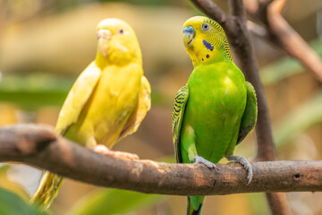 The budgerigar (Melopsittacus undulatus), also known as the common parakeet, shell parakeet or budgie is a small, long-tailed, seed-eating parrot native to Australia
