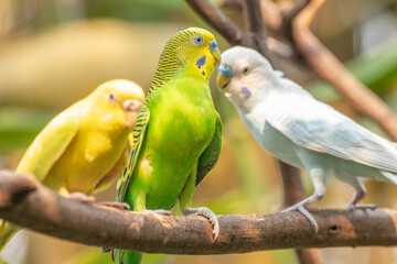 The budgerigar (Melopsittacus undulatus), also known as the common parakeet, shell parakeet or budgie is a small, long-tailed, seed-eating parrot native to Australia