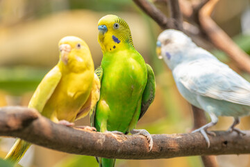 Obraz premium The budgerigar (Melopsittacus undulatus), also known as the common parakeet, shell parakeet or budgie is a small, long-tailed, seed-eating parrot native to Australia