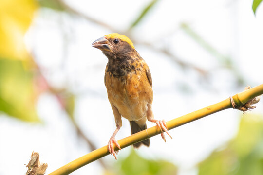 The baya weaver (Ploceus philippinus) is a weaverbird found across the Indian subcontinent and Southeast Asia