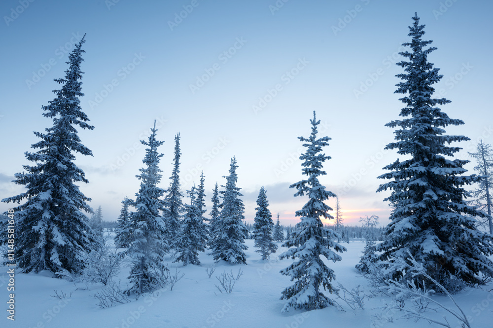 Poster A snowy field with trees and a blue sky. The trees are bare and covered in snow. The sky is a light blue color