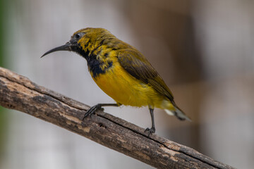 The olive-backed sunbird (Cinnyris jugularis ), also known as the yellow-bellied sunbird, is a species of sunbird found from Southern Asia to Australia.