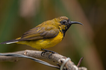 The olive-backed sunbird (Cinnyris jugularis ), also known as the yellow-bellied sunbird, is a species of sunbird found from Southern Asia to Australia.