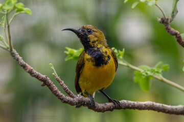 The olive-backed sunbird (Cinnyris jugularis ), also known as the yellow-bellied sunbird, is a species of sunbird found from Southern Asia to Australia.
