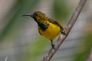 The olive-backed sunbird (Cinnyris jugularis ), also known as the yellow-bellied sunbird, is a species of sunbird found from Southern Asia to Australia.