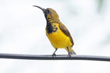 The olive-backed sunbird (Cinnyris jugularis ), also known as the yellow-bellied sunbird, is a species of sunbird found from Southern Asia to Australia.