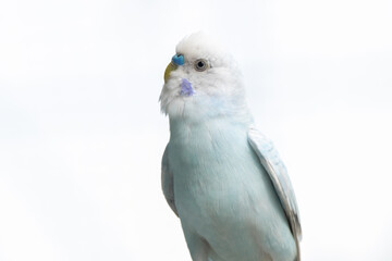 The budgerigar (Melopsittacus undulatus), also known as the common parakeet, shell parakeet or budgie is a small, long-tailed, seed-eating parrot native to Australia