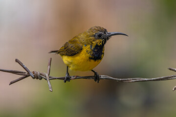 The olive-backed sunbird (Cinnyris jugularis ), also known as the yellow-bellied sunbird, is a species of sunbird found from Southern Asia to Australia.