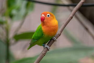 Fischer's lovebird (Agapornis fischeri) is a small parrot species of the genus Agapornis